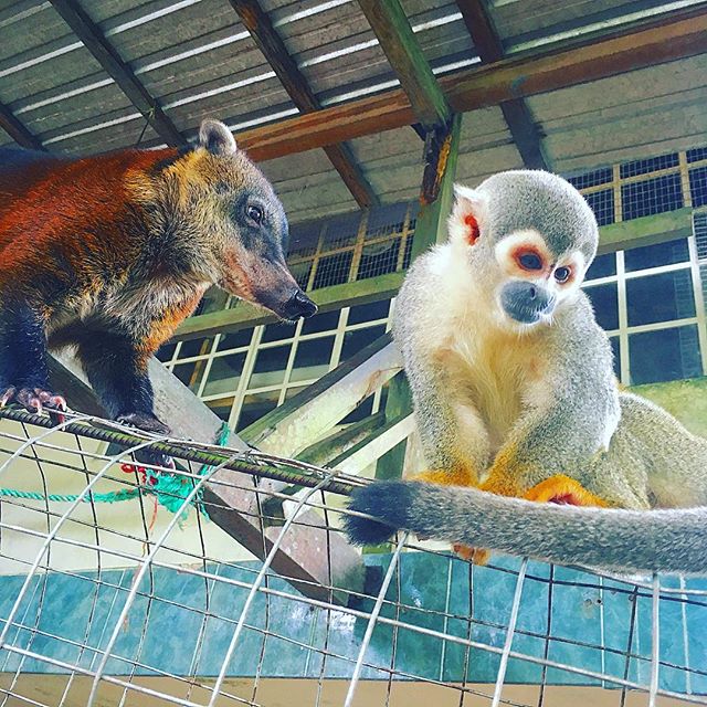 monkey refuge in Puyo