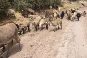 Day 2 - Donkey and Sheep road block