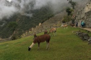 Day 5 – Llamas on top of Machu Picchu