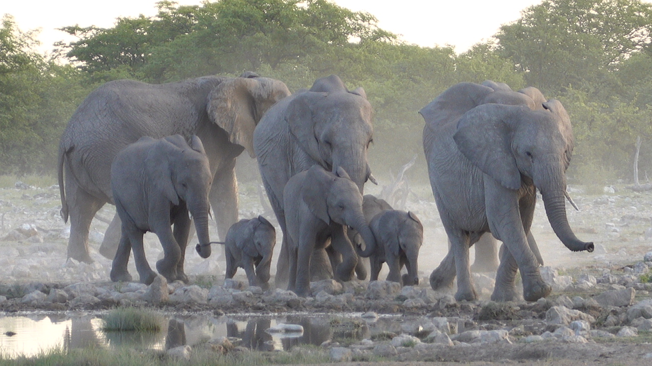 etosha national park namibia elephants