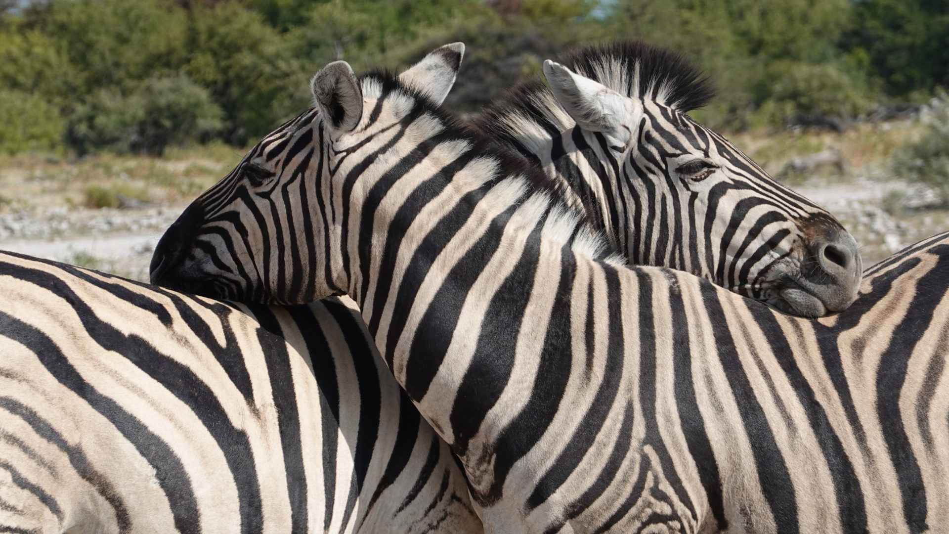 zebras etosha