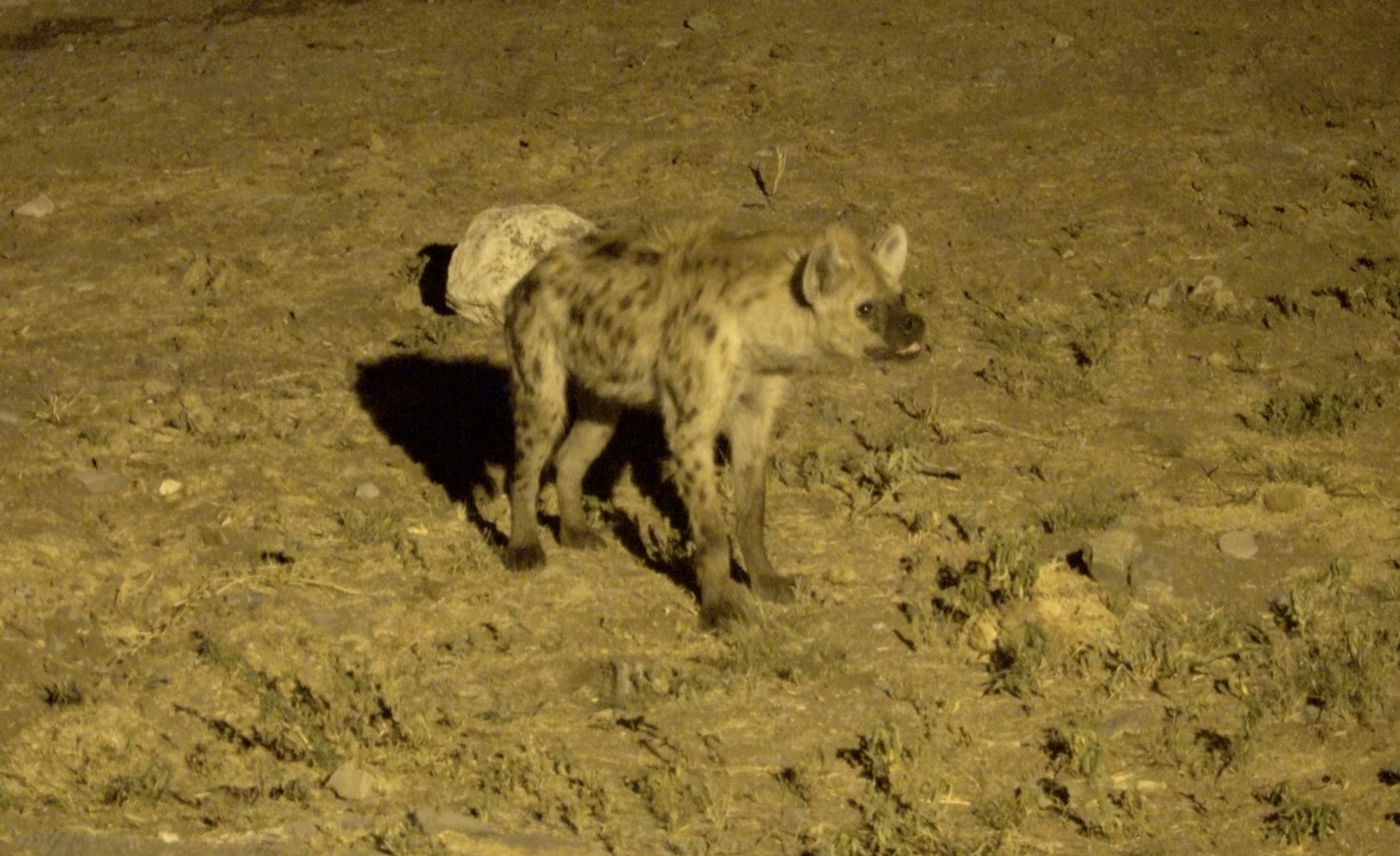 hyena etosha