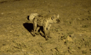 hyena etosha