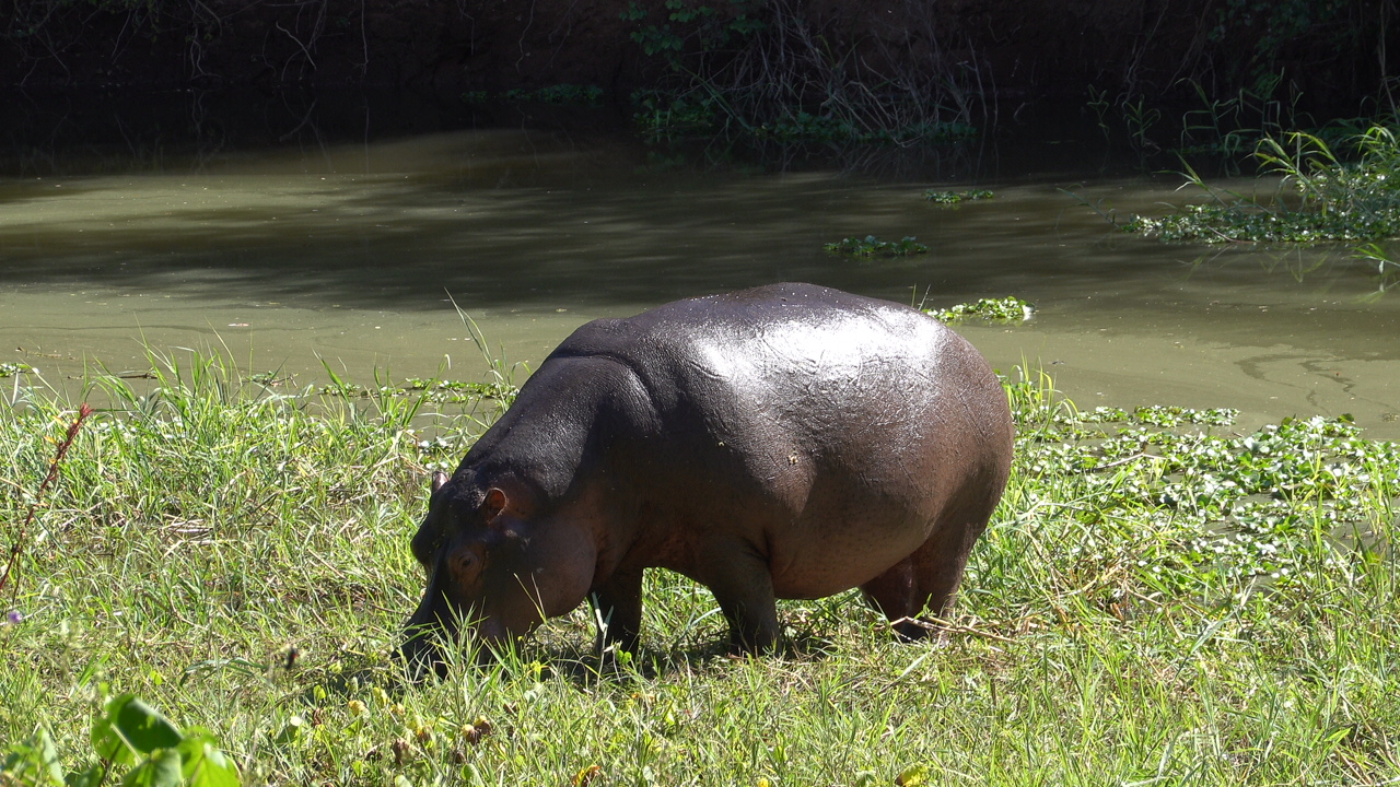 Hippo Livingstone Zambia