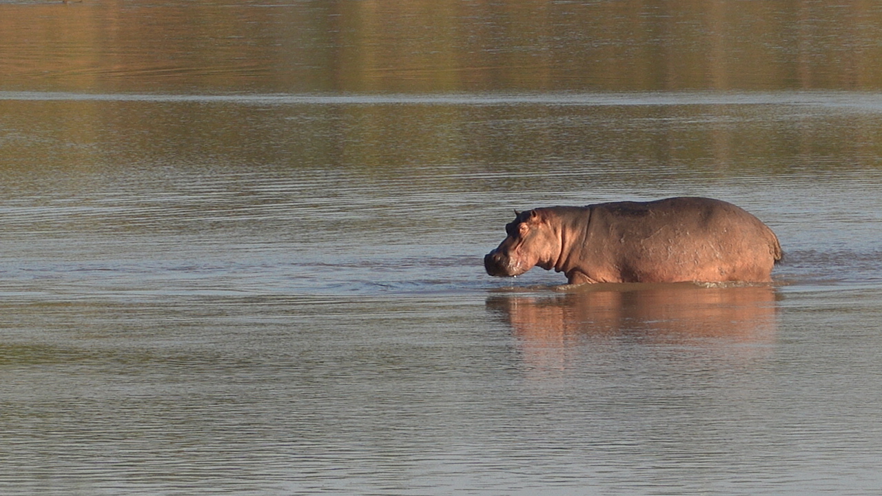 Hippo South Luangwa National Park Zambia