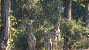Giraffes Zambia