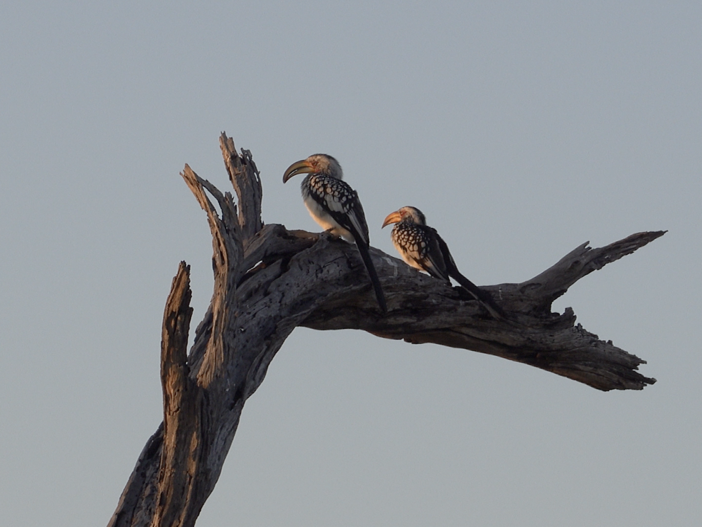 Hornbills Kasane Botswana