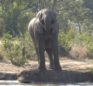 Elephant Drinking Hunters Road