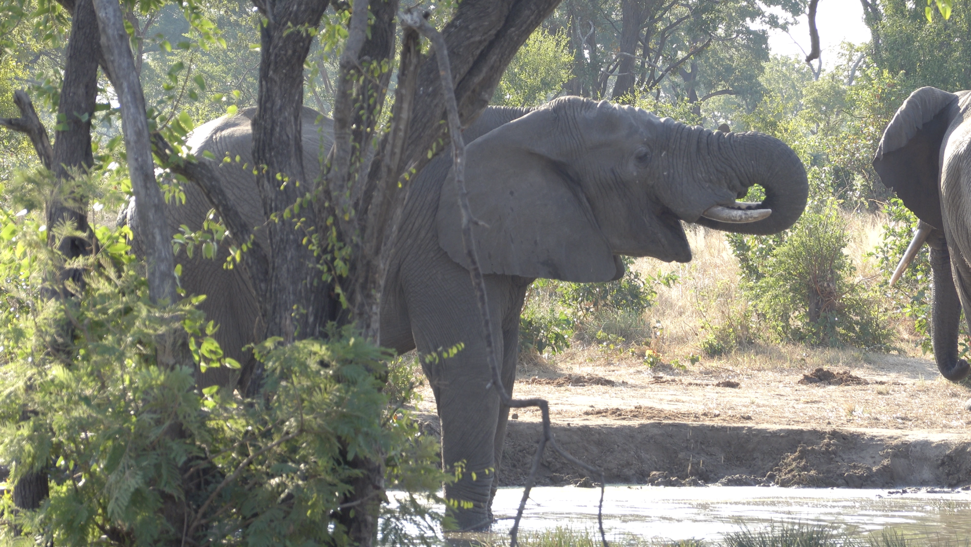 Elephant Drinking Hunters Road