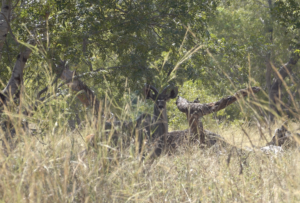 Riding through Chobe National Park seeing Kudu