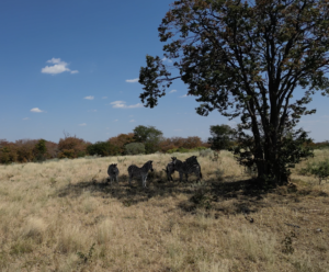 Zebras Elephant highway Botswana