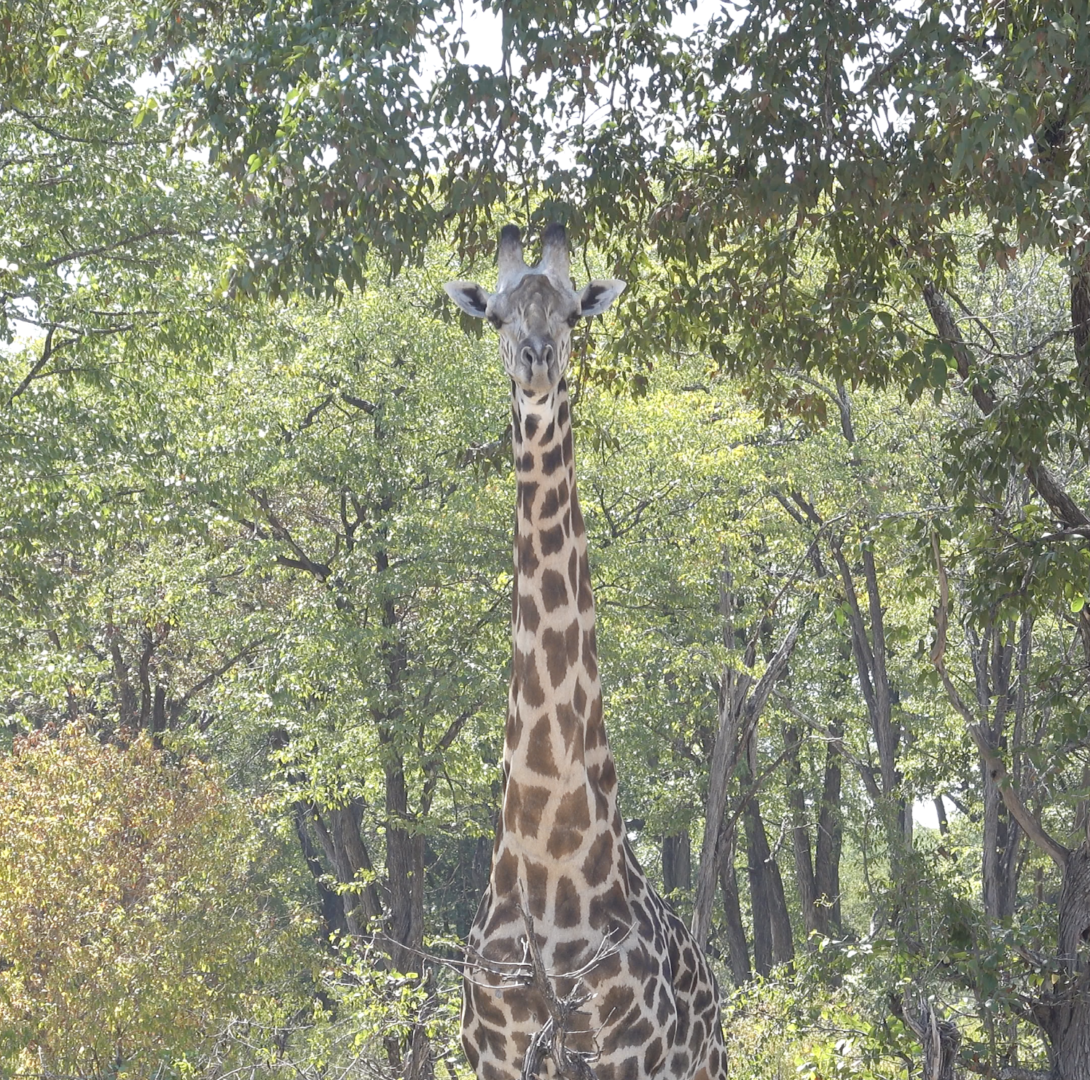 giraffes South Luangwa National Park