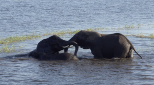 Elephants in Kasane River