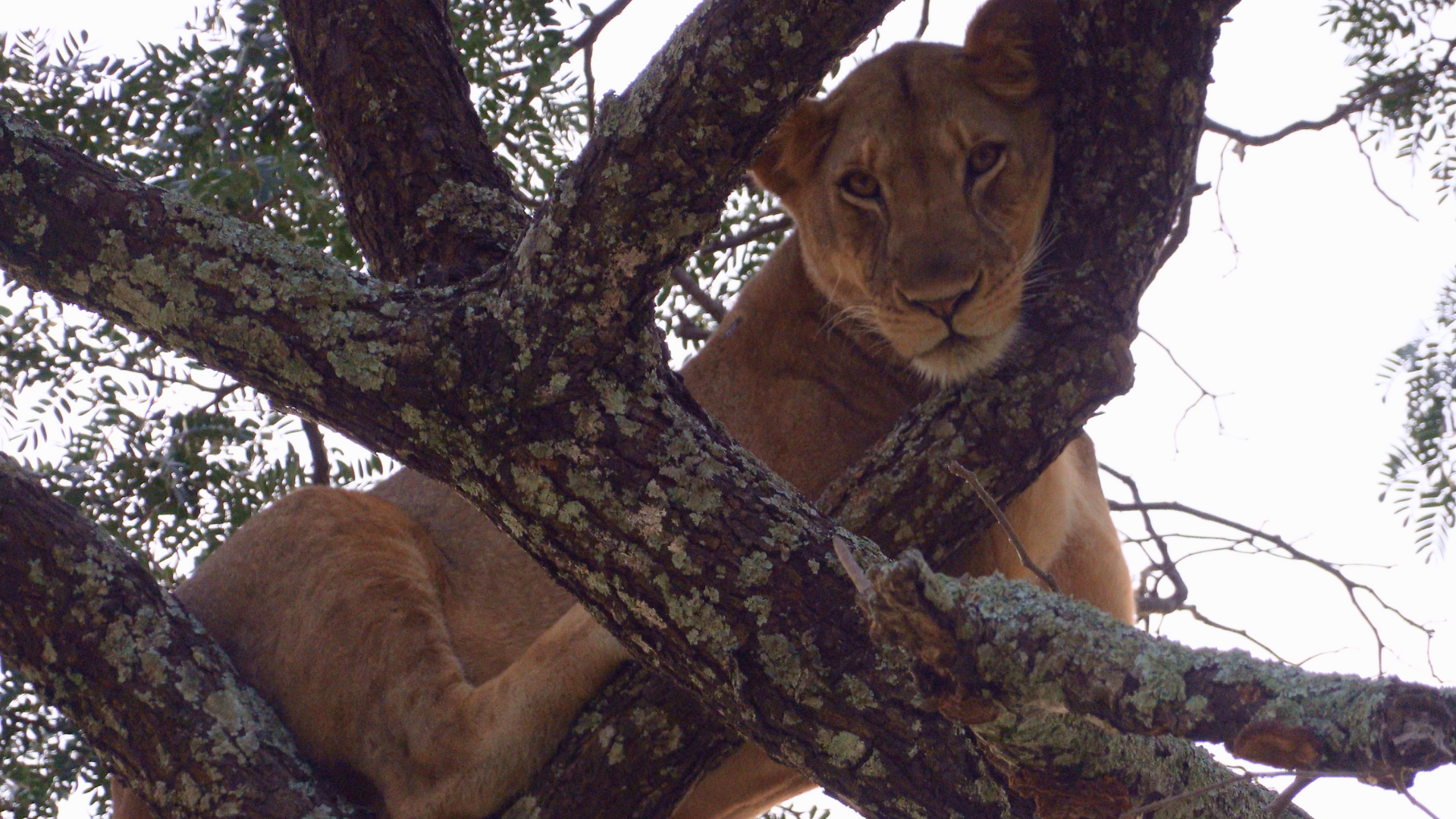 tree climbing lion queen elizabeth national park uganda