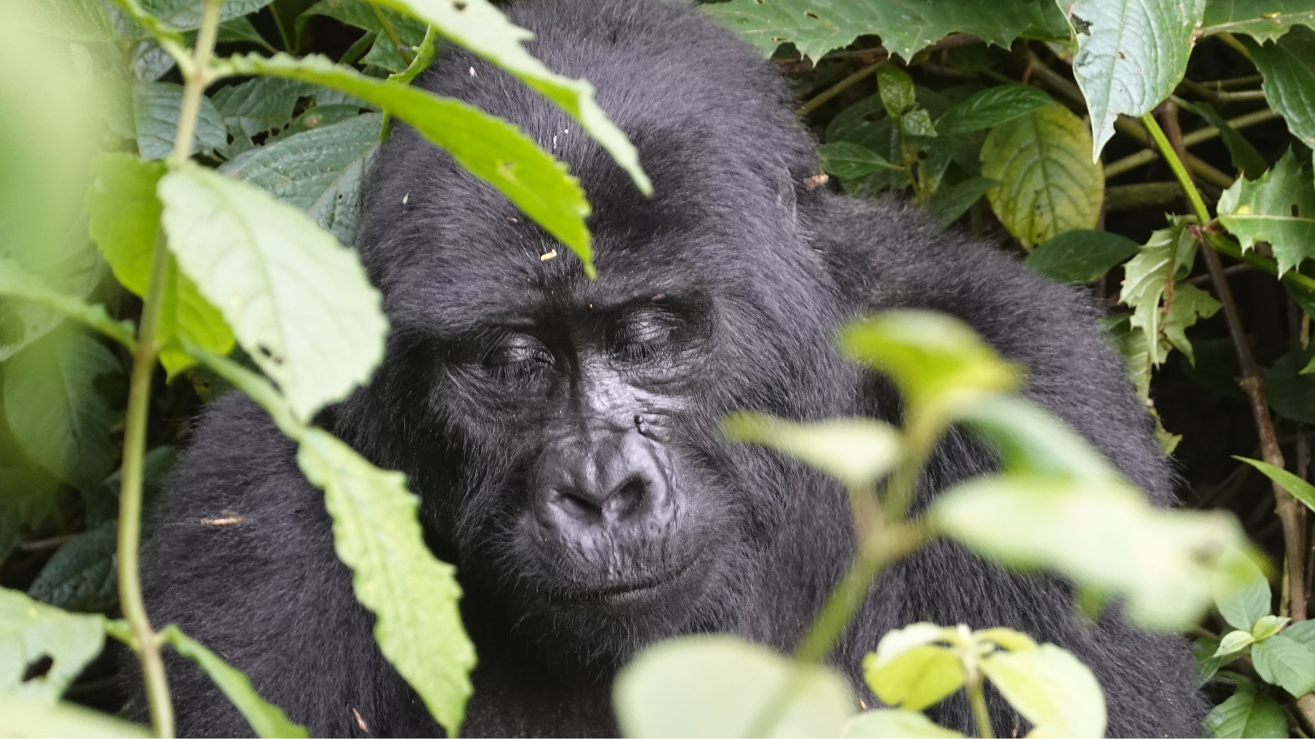Mountain Gorillas Bwindi Impenetrable Forest Uganda