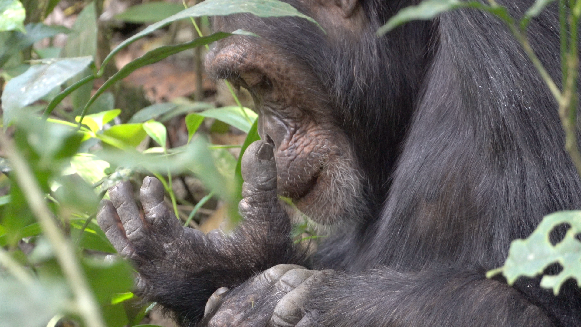 Chimp Tracking Kibale National Park