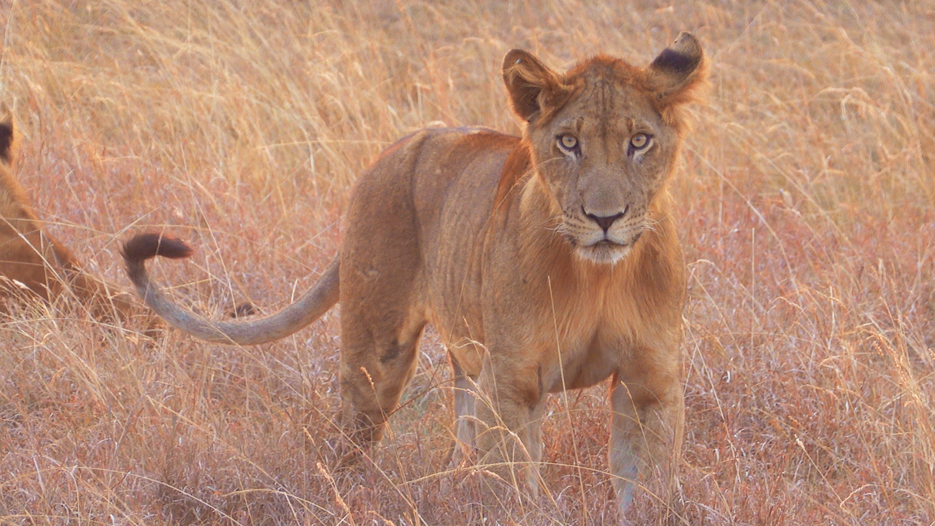 tree climbing lion queen elizabeth national park uganda