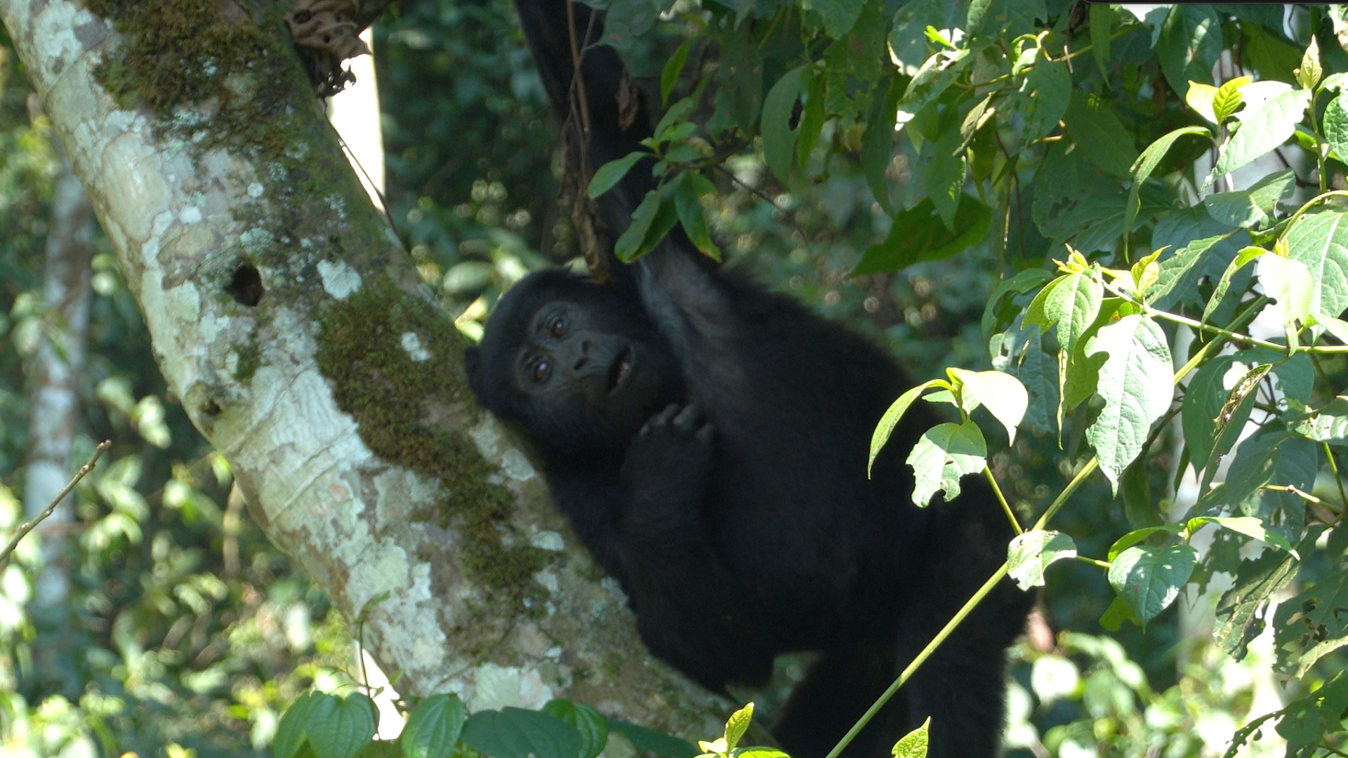 Mountain Gorillas Bwindi Impenetrable Forest Uganda