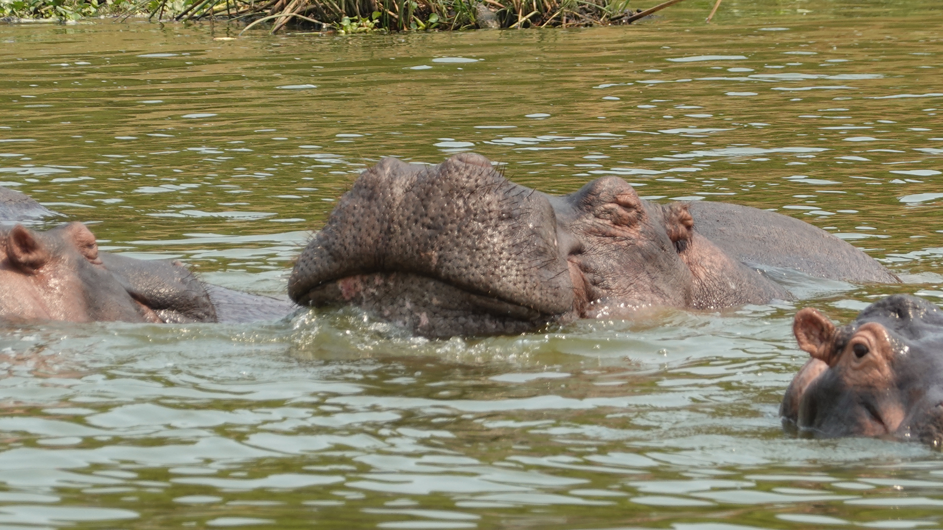 Hippo Queen Elizabeth National Park