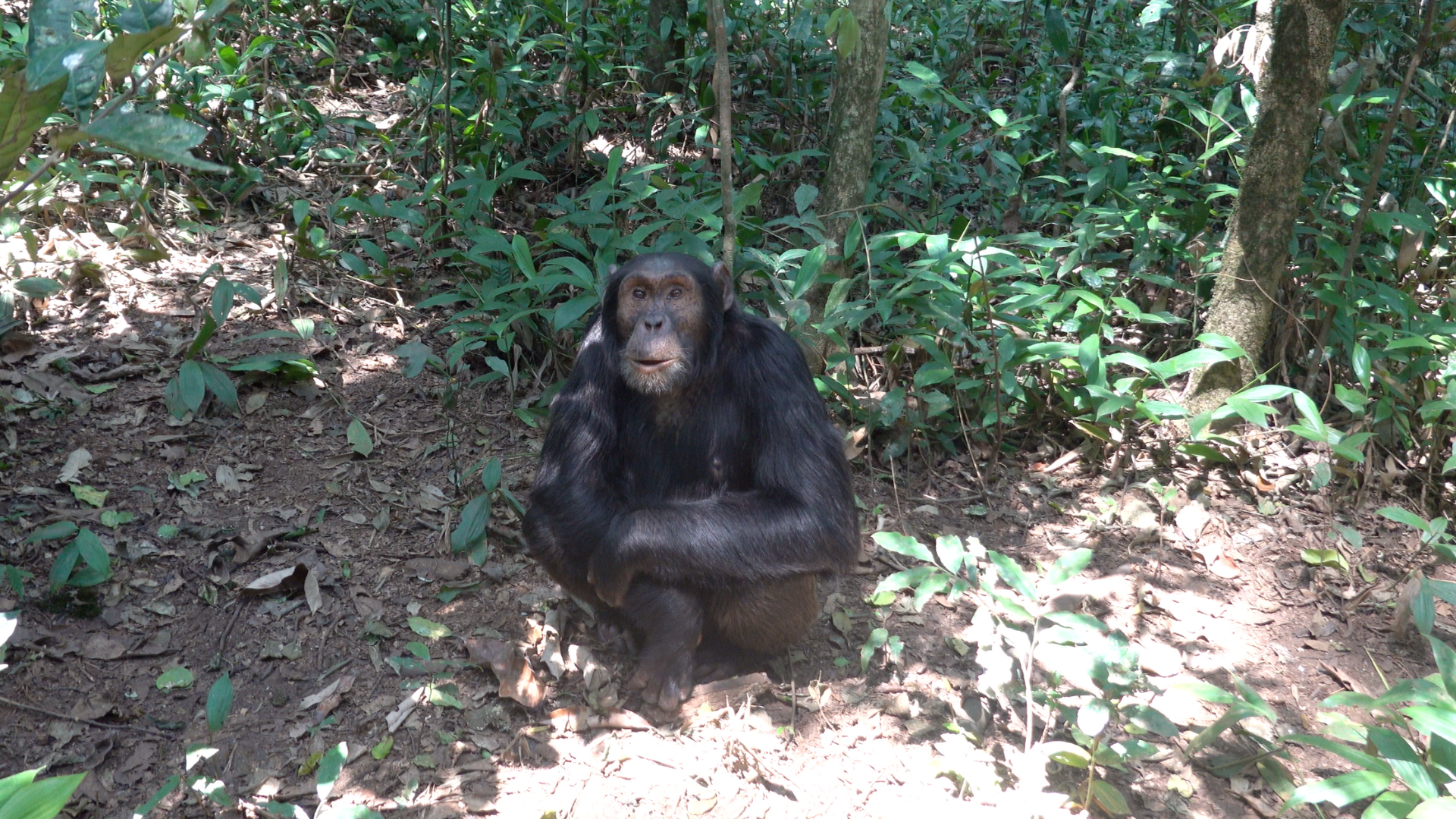 Chimp Tracking Kibale National Park