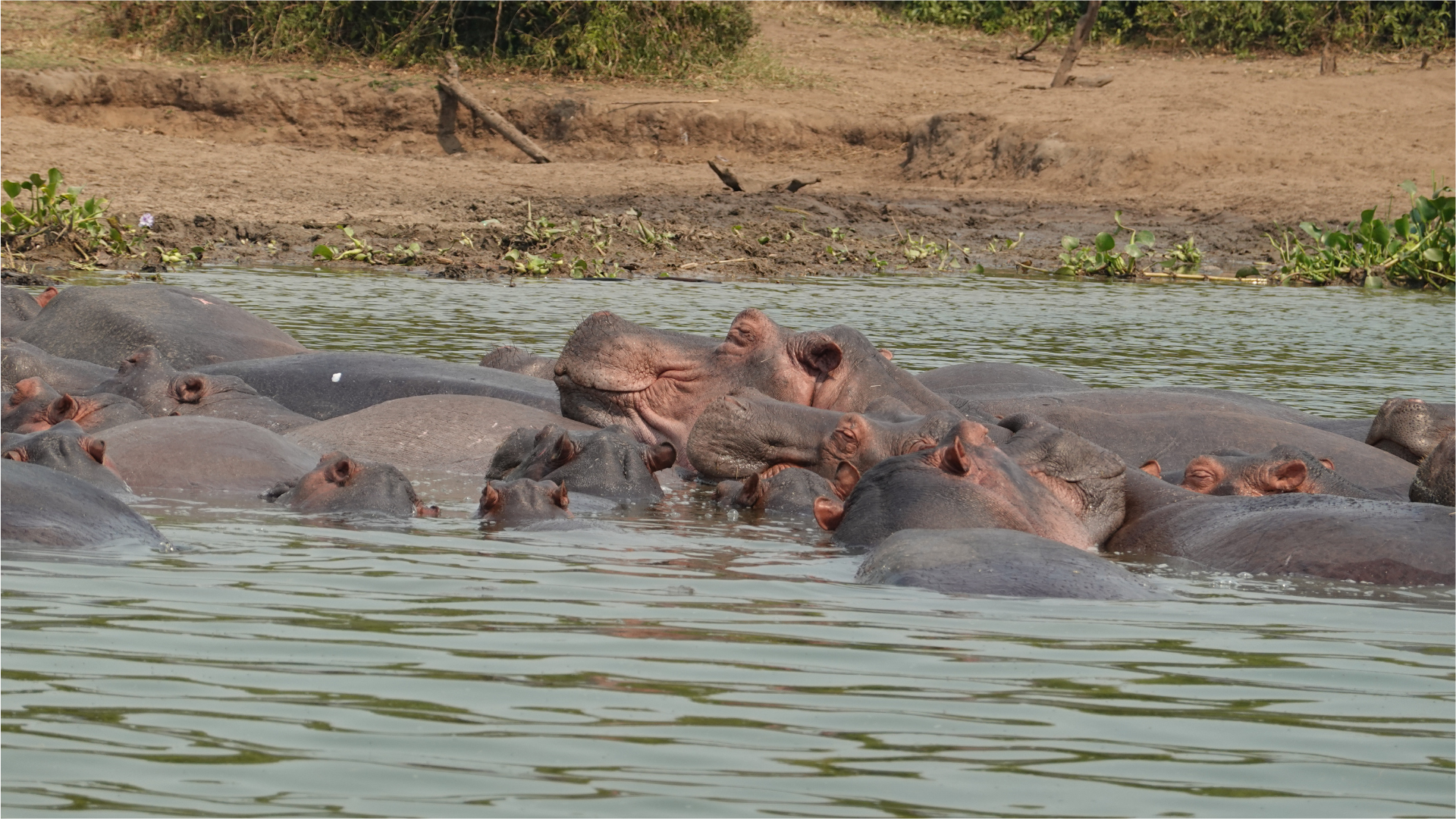 hippo Queen elizabeth national park